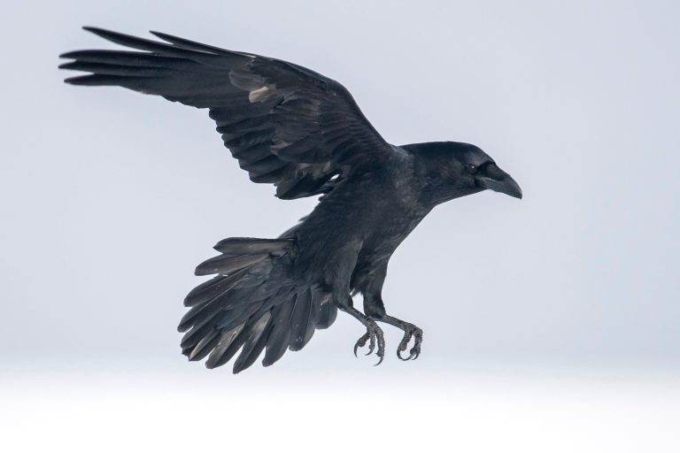 What is the difference between crows and ravens Why do people seem to hate crows but love ravens