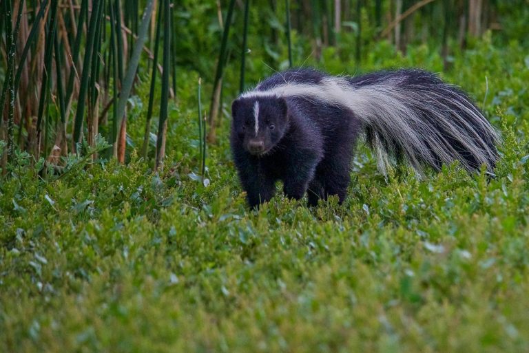 Do Skunks Come Out During the Day? Everything You Need to Know